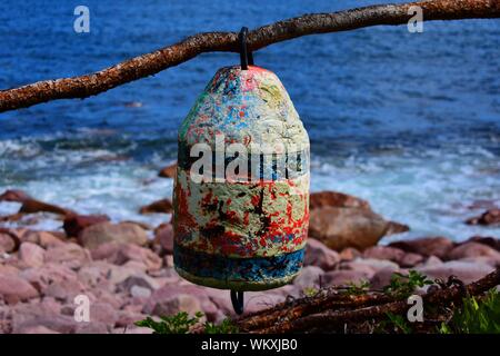 La boa appeso a un albero in Highlands National Park. Foto Stock