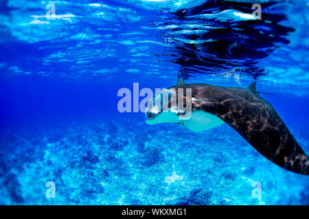 Manta Ray Foto Stock