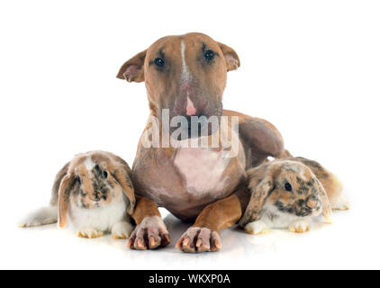 Bull terrier e il coniglio di fronte a uno sfondo bianco Foto Stock