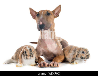 Bull terrier e il coniglio di fronte a uno sfondo bianco Foto Stock