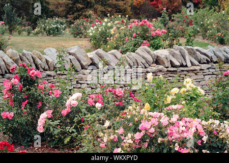 Varie le rose che crescono in un giardino formale contro una parete di roccia. Foto Stock