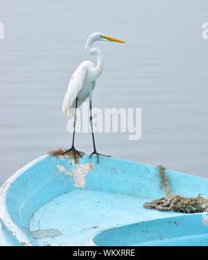 Garzetta sulla barca da pesca, Jaffna porto di pesca, Jaffna nello Sri Lanka Foto Stock