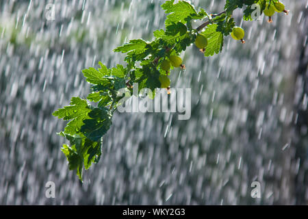 Il ramo di uva spina boccola sotto la pioggia Foto Stock