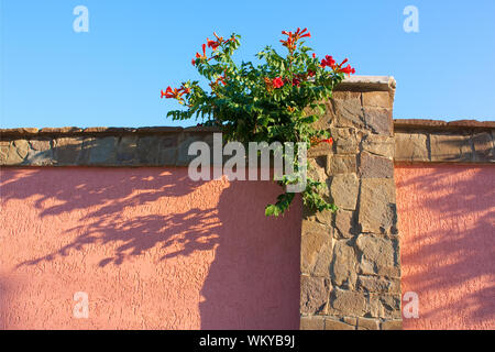 La recinzione in pietra con piante in fiore Foto Stock