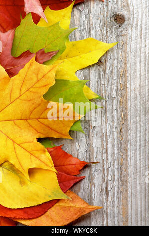 Telaio verticale del variegato di foglie di autunno isolati su rustico sfondo di legno Foto Stock