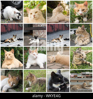 Lo zenzero tabby Gatto sdraiato in un angolo a riposo nel villaggio di gatto di Houtong, Taiwan Foto Stock