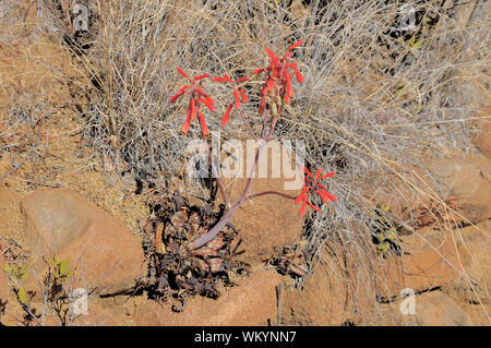 Aloe grandidentata, una foglia maculato aloe cresce su affioramenti rocciosi Foto Stock