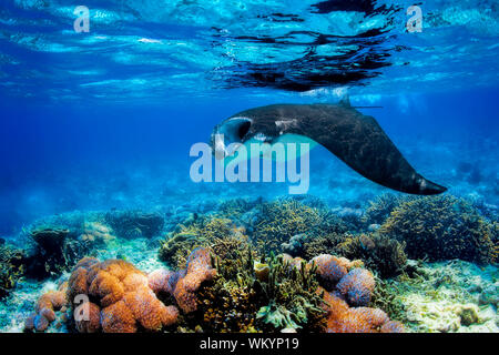 Manta Ray Foto Stock