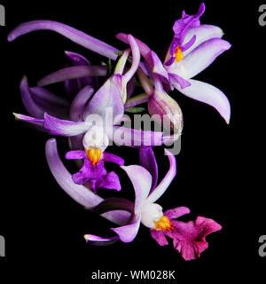 Massa viola orchidee, Calanthe madagascariensis, nativo specie di orchidee terrestri, isolata su uno sfondo nero Foto Stock