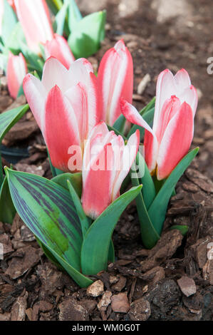 Gruppo di tulipani Pinocchio red tulip con una cremosa bordo bianco. A forma di ciotola tulip appartenenti al gruppo Greigii di tulipani divisione 14 Foto Stock