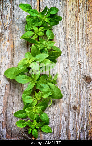 Crudo fresco il verde del basilico foglie in una riga isolata sul rustico sfondo di legno Foto Stock