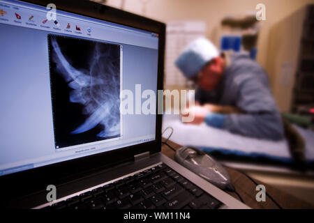 Veterinario di eseguire un intervento di chirurgia dentale sul piccolo gatto con raggi X in primo piano Foto Stock