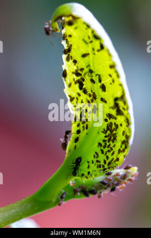 Allevamento di afidi (aphidoidea) essendo coltivata dal nero (formiche Lasius niger) sul lato inferiore di una foglia verde Foto Stock