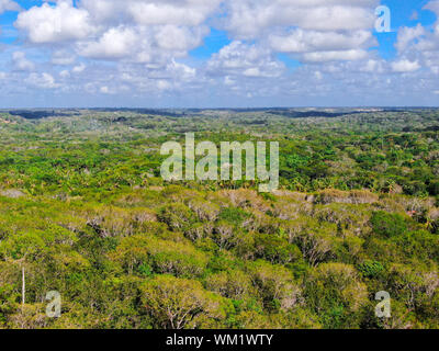 Vista aerea della foresta tropicale, giungla in Praia do Forte, Brasile. Dettagliata vista aerea di una foresta e il supporto di lussureggianti felci e palme. Foto Stock