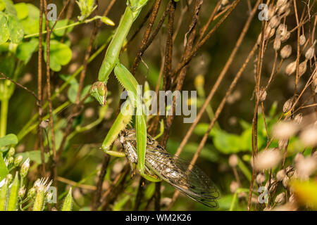 Mantide religiosa cinese di mangiare una cicala (Tenodera sinedsis) Foto Stock