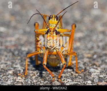 Due gomma cavallette coniugata in Everglades della Florida. Gomma cavallette sono fuori in abbondanza durante i mesi di estate in Everglades. Foto Stock