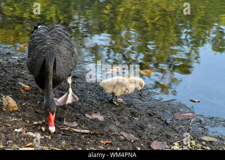 Black Swan cygnets nuoto entro lo stagno in cerca di cibo Foto Stock