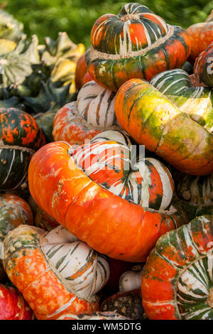 Bischofsmütze Turk turbante zucca cucurbita zucche dal raccolto autunnale su un mercato Foto Stock