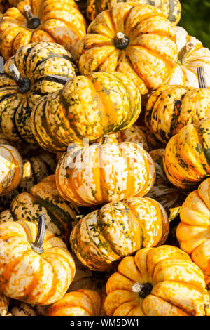 Dolce Lightning microonde zucca cucurbita zucche dal raccolto autunnale su un mercato Foto Stock