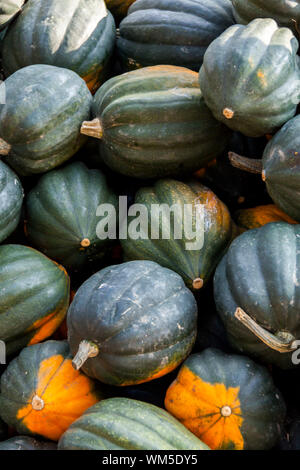 Mesa Regina Eichelkürbis Winterhorn cucurbita zucca zucche dal raccolto autunnale su un mercato Foto Stock