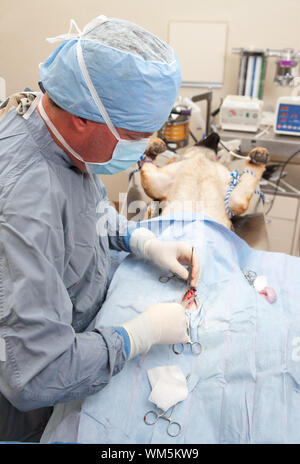 Veterniarian eseguendo il funzionamento neutro sul cane di grandi dimensioni Foto Stock