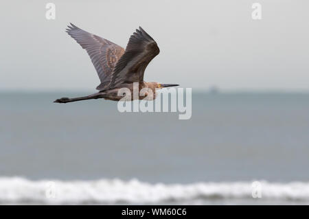 Il colore rossastro garzetta (Egretta rufescens) volare oltre oceano, Galveston, Texas Foto Stock