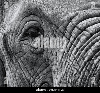 Primo piano immagine macro di un elefante di occhio con pelle invecchiata e tronco in bianco e nero con area copyspace per la fauna selvatica natura basato elephant progetta un Foto Stock