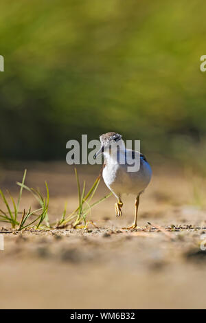 Spotted Sandpiper, Actitis macularius, capretti alimentare a bordo di uno dei laghi Tispsoo lungo il picco Naches Loop Trail in Mount Rainier National Foto Stock