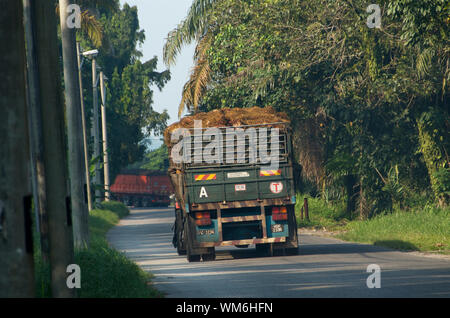 Olio di palma IL TRASPORTO IN MALAYSIA Foto Stock