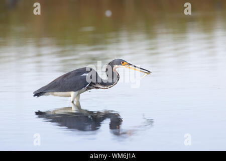 Il tricolore heron (Egretta tricolore) la pesca in Galveston Bay, a Galveston, Texas, Stati Uniti d'America Foto Stock