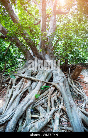 Radice della crescita degli alberi sui vecchi antico muro di mattoni.Old grunge edificio rovinato crescente coperto con radici aeree di un banyan tree nell'antico tempio in Foto Stock