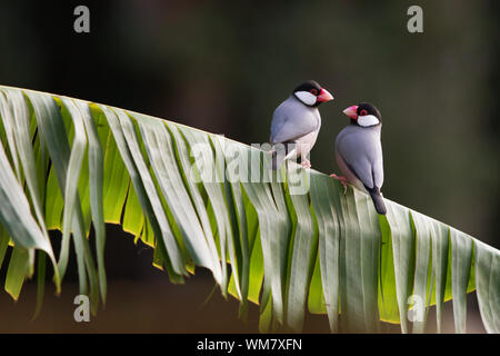 Due tropicale fringuelli Java su una foglia Pesce persico Foto Stock
