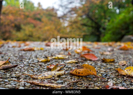 Foglie di autunno sul terreno, in giallo scuro e arancio cadono le foglie, concetto di sfondo Foto Stock