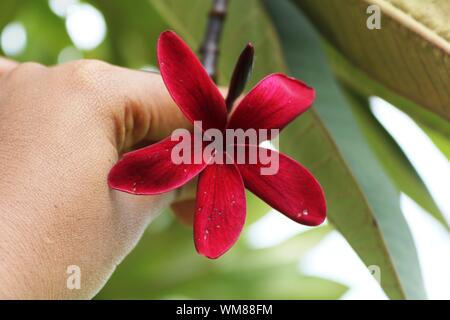 Maroon frangipani flower Maroon plumeria fiore che sboccia Foto Stock