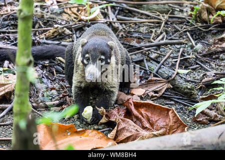 Coatimundi (Coati) in wild mangiare frutta banana, Parco Nazionale di Corcovado, Costa Rica Foto Stock