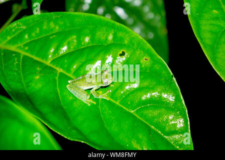 Il vetro macchiato Rana - Giallo Glassfrog chiazzata in Costa Rica Foto Stock