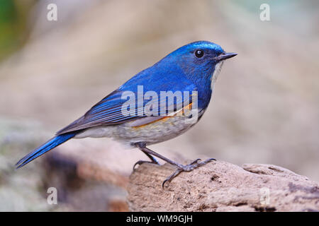 Blue Bird, maschio Bluetail himalayano (Tarsiger rufilatus), in piedi sul log, Profilo laterale Foto Stock