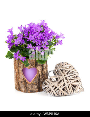 Blue campanula fiori per il giorno di San Valentino con cuore in legno, su sfondo bianco Foto Stock