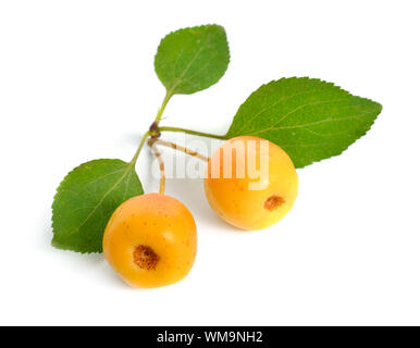 Malus baccata noti con i nomi comuni Siberian crab apple siberiano granchio, Manchurian crab apple e il granchio cinese di apple. Isolato Foto Stock