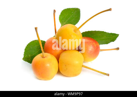 Malus baccata noti con i nomi comuni Siberian crab apple siberiano granchio, Manchurian crab apple e il granchio cinese di apple. Isolato Foto Stock