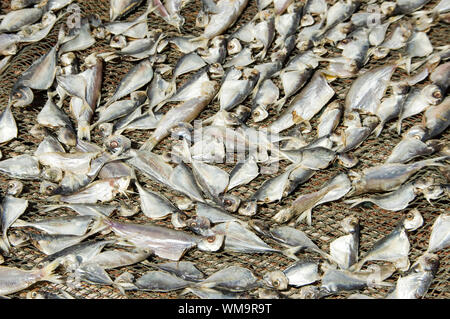 Essiccazione pesce salato sotto il caldo sole Foto Stock