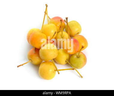 Malus baccata noti con i nomi comuni Siberian crab apple siberiano granchio, Manchurian crab apple e il granchio cinese di apple. Isolato Foto Stock