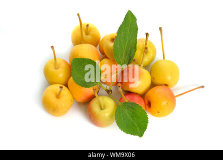 Malus baccata noti con i nomi comuni Siberian crab apple siberiano granchio, Manchurian crab apple e il granchio cinese di apple. Isolato Foto Stock