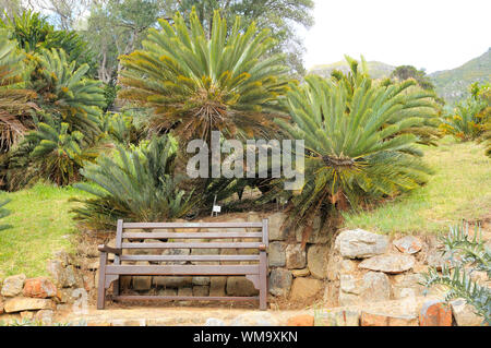 Panca sotto cicadee in Kirstenbosch nel Kirstenbosch National Botanical Gardens di Cape Town Foto Stock