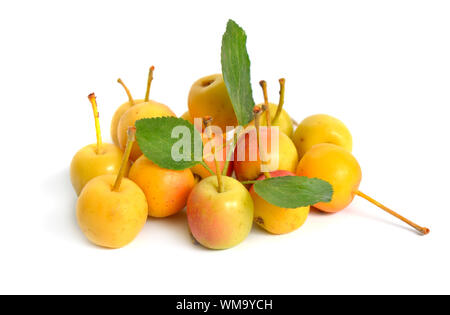 Malus baccata noti con i nomi comuni Siberian crab apple siberiano granchio, Manchurian crab apple e il granchio cinese di apple. Isolato Foto Stock