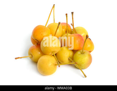 Malus baccata noti con i nomi comuni Siberian crab apple siberiano granchio, Manchurian crab apple e il granchio cinese di apple. Isolato Foto Stock