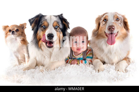 Tre mesi baby e cani di fronte a uno sfondo bianco Foto Stock