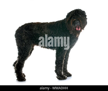 Bouvier des Flandres davanti a uno sfondo bianco Foto Stock