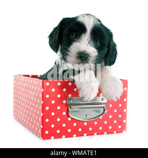 Cucciolo Tibetan Terrier di fronte a uno sfondo bianco Foto Stock