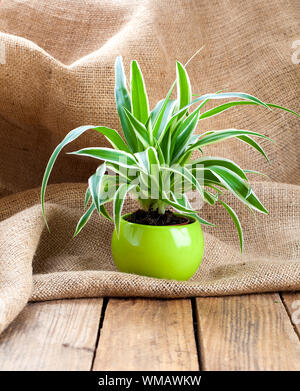 Chlorophytum verde piante in vaso, su un letto di sacco sullo sfondo di legno. evergreen perenni Piante fiorite in famiglia Asparagaceae, sottofamiglia Agavo Foto Stock